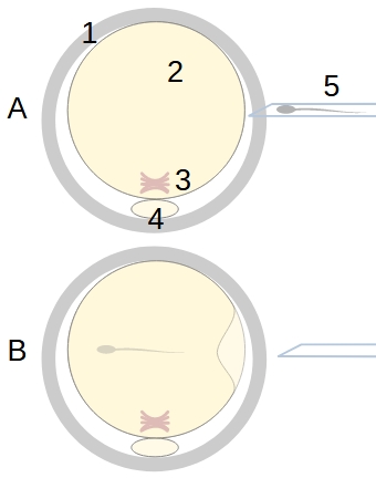 icsi.jpg, 39kB