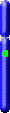 Chromozom 17